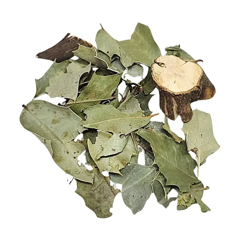 Espinheira Santa - UaiFlora